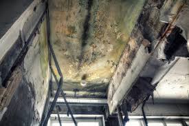 Best Mold Prevention Services  in Mount Sinai, NY